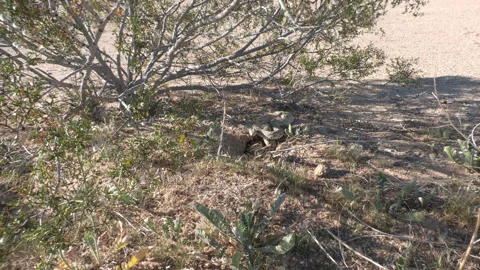 Sonoran Gopher Snake Under Bush in Mexico Sonoran Desert Stock Footage 332681380