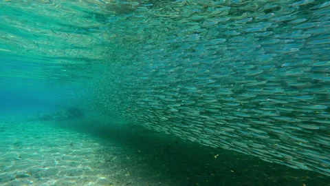 Сontinuous stream of Silversides shiny in sunlight is swimming along shoreline, Video stock 336512728