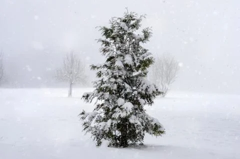 Sonwing over a single pine tree Stock Photos