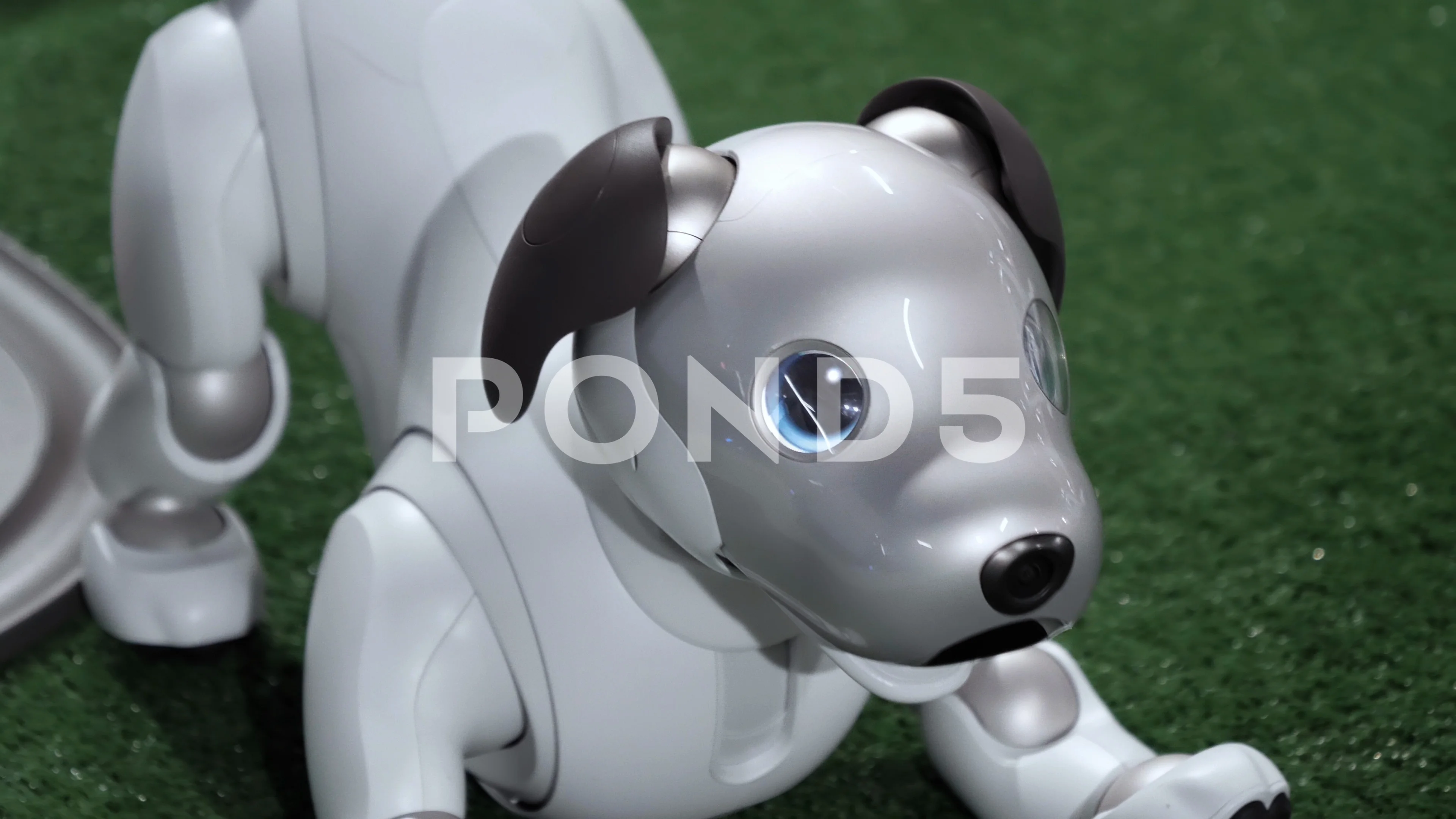 Sony Aibo robot dog in play bow Stock Video Pond5
