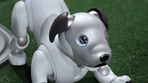 Sony Aibo robot dog in play bow Stock Video Pond5