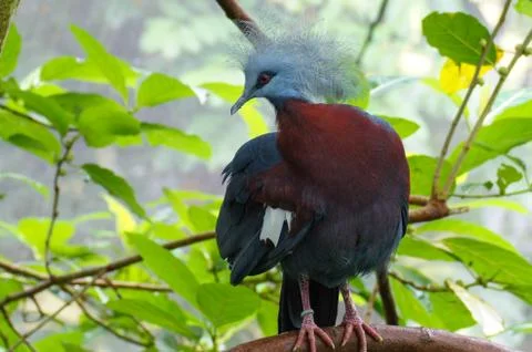 SONY DSC the largest extant pigeon, Victoria crowned pigeon, Goura victoria. Stock Photos