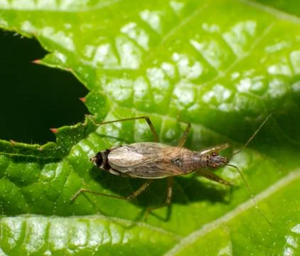 Sony dsc Stock Photos