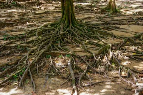 SONY DSC the root of a large tree fluttering on the ground. unusual plant roo Stock Photos