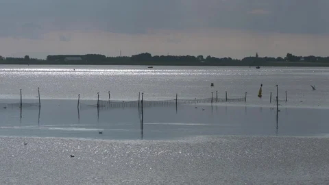 Sony fs7 245 5680 nets trap fisheries Wadden Sea Stock Footage 100375410