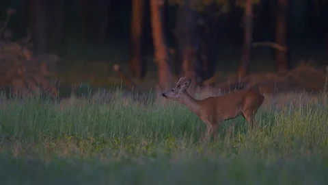 Sony FS7 roe-deer 08 Stockbeeldmateriaal 100635236