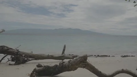 Sony log Old Tree Trunks Left On the Beach Stock Footage 213930592