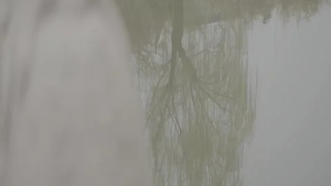 Sony Log Willow Tree Reflection Footage 動画素材 337243733