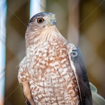 Sooper hawk Stock Photos