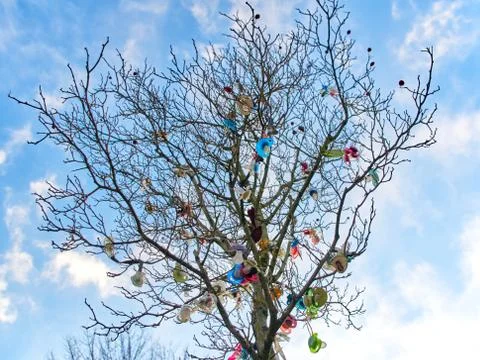 The soother tree in Spring. Stock Photos