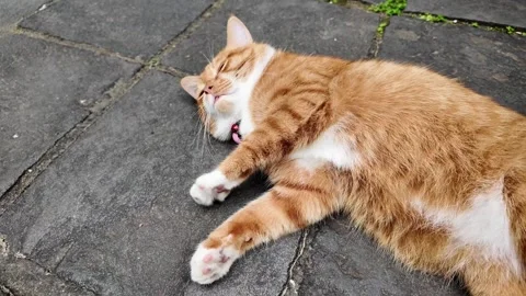 Soothing cat nap under sun rays Stock Footage 277487485