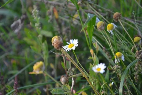 Soothing chamomile Stock Photos