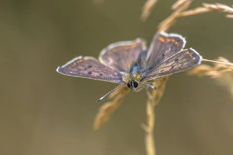 Sooty Copper Butterfly Upperwing Macro Portrait on Grass Stem Fotos de archivo