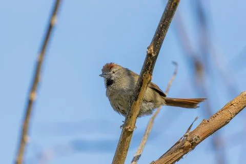 Sooty-fronted spinetail (Synallaxis frontalis) perched on a tree branch. Stock Photos