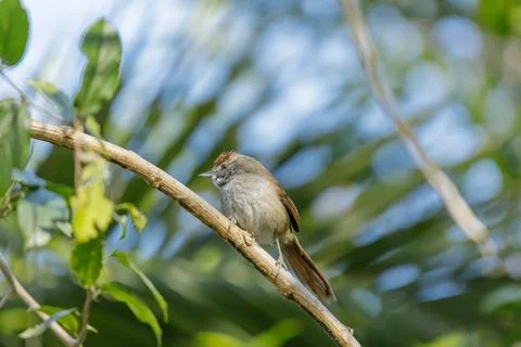Sooty-fronted spinetail (Synallaxis frontalis) perched on a tree branch. Stock Photos