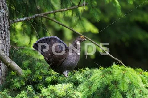 Sooty Grouse Stock Photos