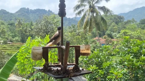 Sooty-headed Bulbul in an open cage at a rural village Stock Footage 320161653
