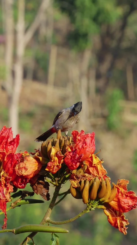 Sooty-headed bulbul perches on a red flower to collect nectar. Stock Footage 303045147