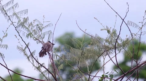 Sooty-headed Bulbul relax on the tree shoot Stock Footage 52909328