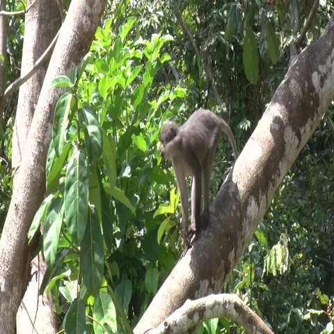 Sooty Mangabey climb down tree to feed on fruits in rainforest tree Stock Footage 69697733