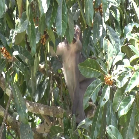 Sooty Mangabey feeding on fruits in tree in rainforest in the morning Stock Footage