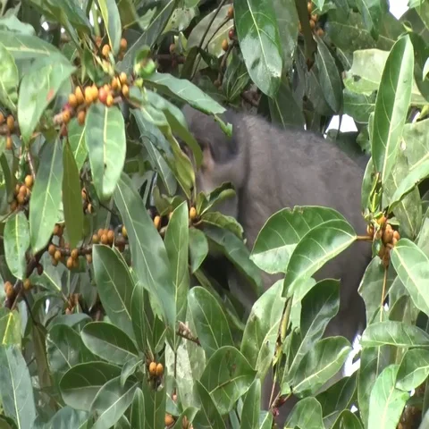 Sooty Mangabey feeding on fruits in tree in rainforest in the morning close up Stock Footage