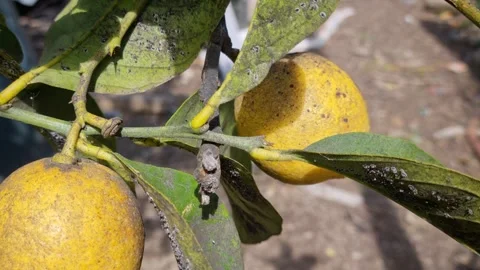 Sooty Mold on Lemon Tree Leaves Caused by Pest Infestation Stock Footage 332154802