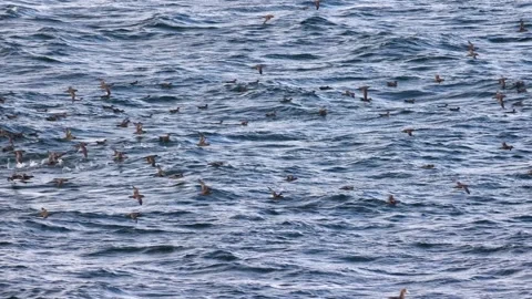Sooty Shearwaters Flock Taking Flight Above Beagle Channel, Patagonia Wide Angle Stock Footage 345163634