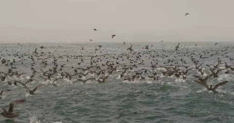 Sooty Shearwaters on Water A1 Kip Evans 库存影片 87756653