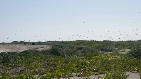 Sooty Tern Colony Flying Above Bush Key in Dry Tortugas Stock Footage 104723970