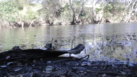 Sophie river 1 Video stock 290888294