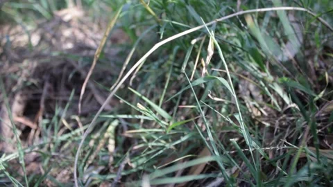 Sophie River 2 Video stock 290889650