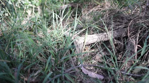 Sophie River 4 Video stock 290889649