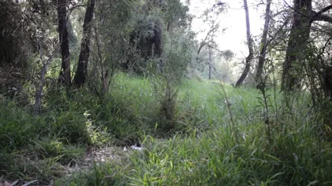 Sophie River 5 Video stock 290889657