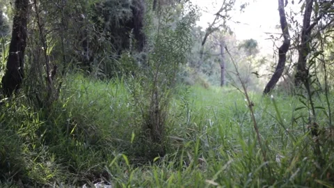 Sophie River 6 Video stock 290889638