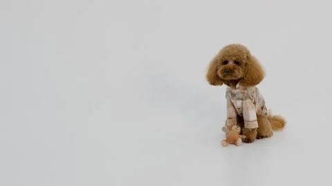 Sophisticated brown poodle sitting with elegance and calmness Stock Footage 327205272