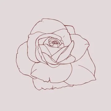 Sophisticated rose for design Stock Illustration