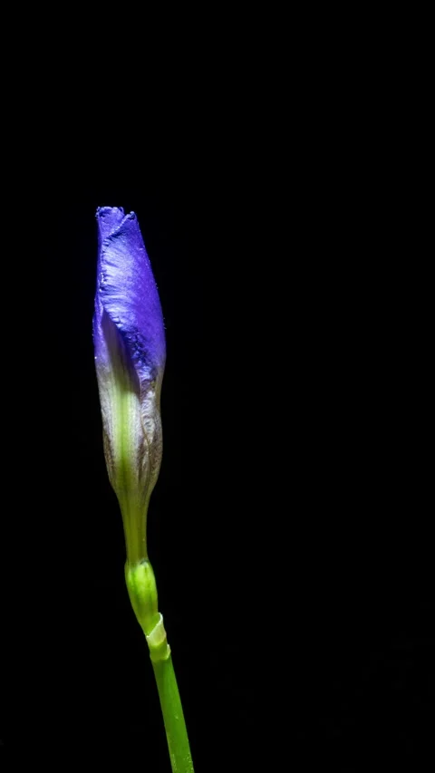 Sophisticated vertical timelapse featuring a purple iris flower blooming and... Stock Footage 341773456