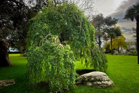 Sophora Stockfoto's
