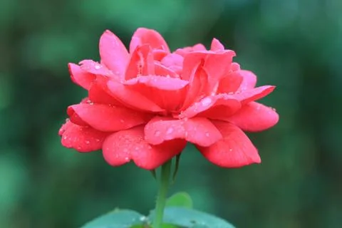 Sophy's Rose Stock Photos