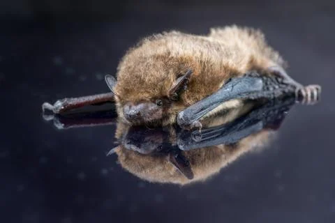 Soprano pipistrelle bat reflected Stock Photos