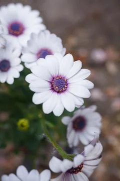 Soprano white osteospermum or dimorphotheca flowers, African daisy Stock Photos