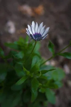 Soprano white osteospermum or dimorphotheca flower, African daisy Stock Photos
