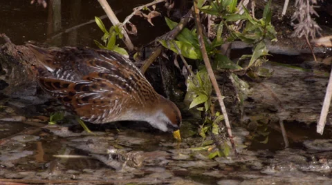 Sora 1a-1202 Stock Footage 35194956