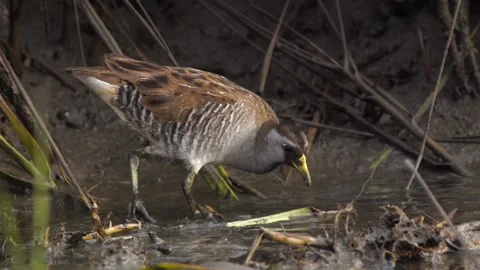 Sora Bird Looking for Grub in a Muddy Pond Stock-Footage 277173417