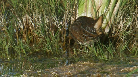 Sora Stock Footage 283244