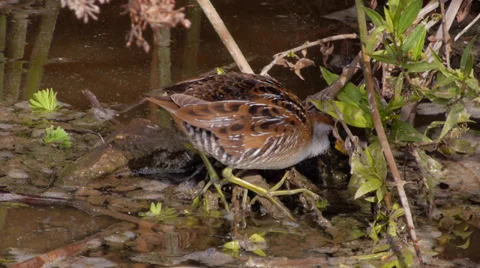 Sora Stock Footage 35194985