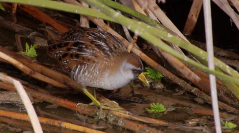 Sora Stock Footage 35195005