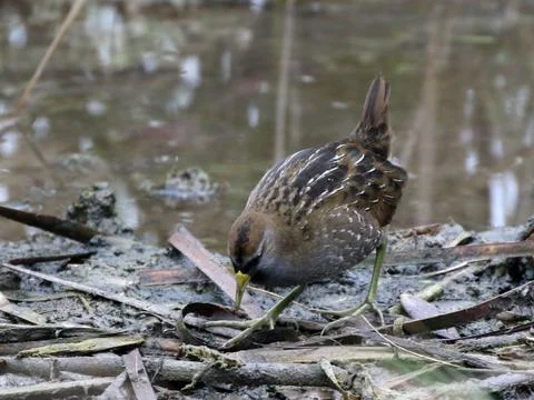 Sora Foraging in a Marsh Stock Photos