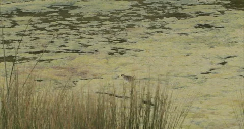 Sora rail on algae, long shot, habitat, lake edge, slomo 4k Stock Footage 244667117